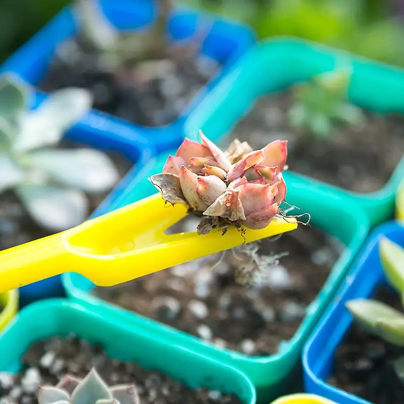1/10Pcs Sowing Succulents Tran - Succulent Set 评论和价格