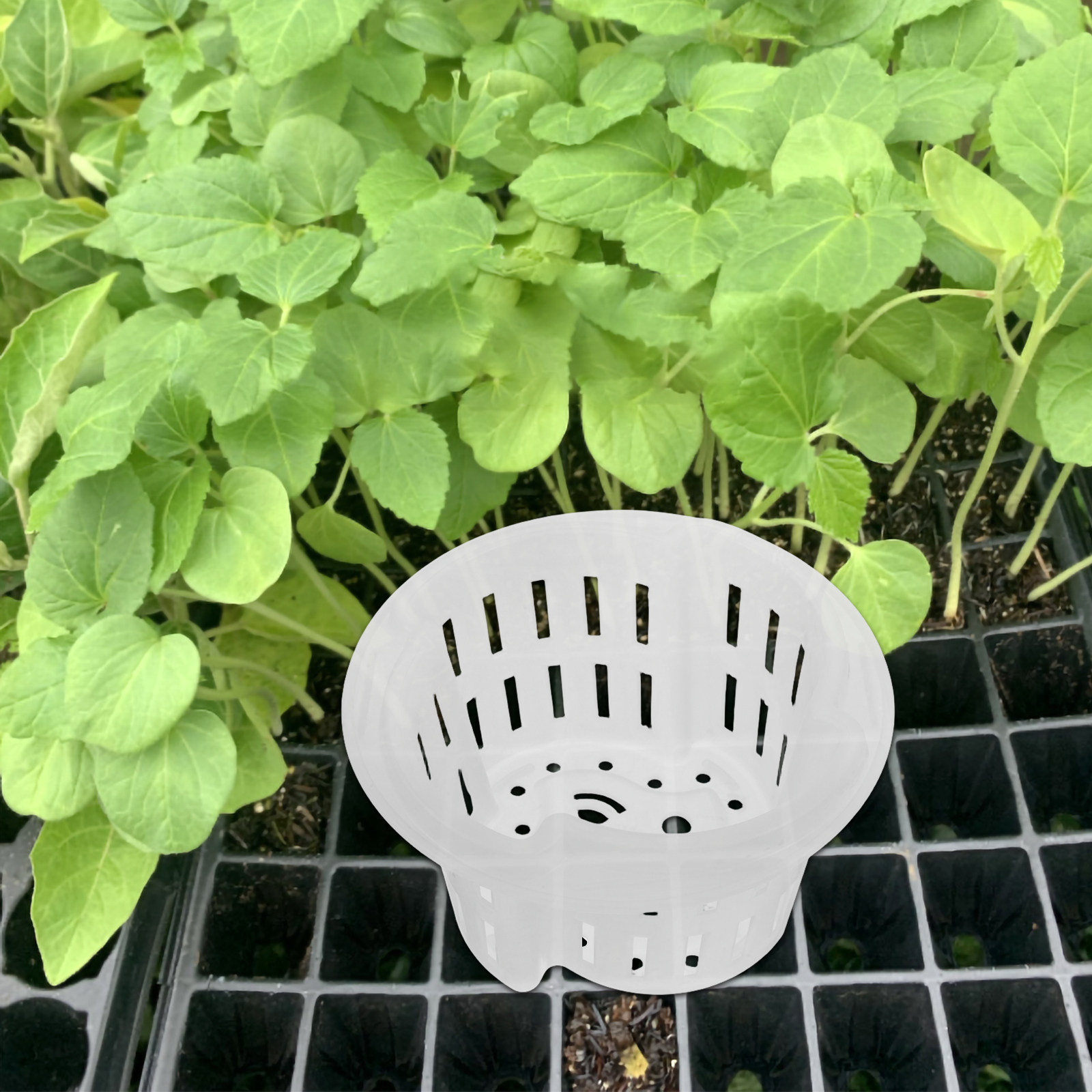 4Pcs Hydroponic Vegetable Cult - Plant Pot 评论和价格