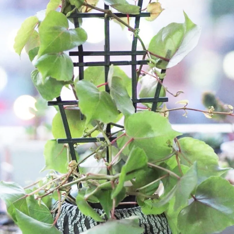 2/8pcs Plant Support Frame Pla - Terracotta Pot 评论和价格