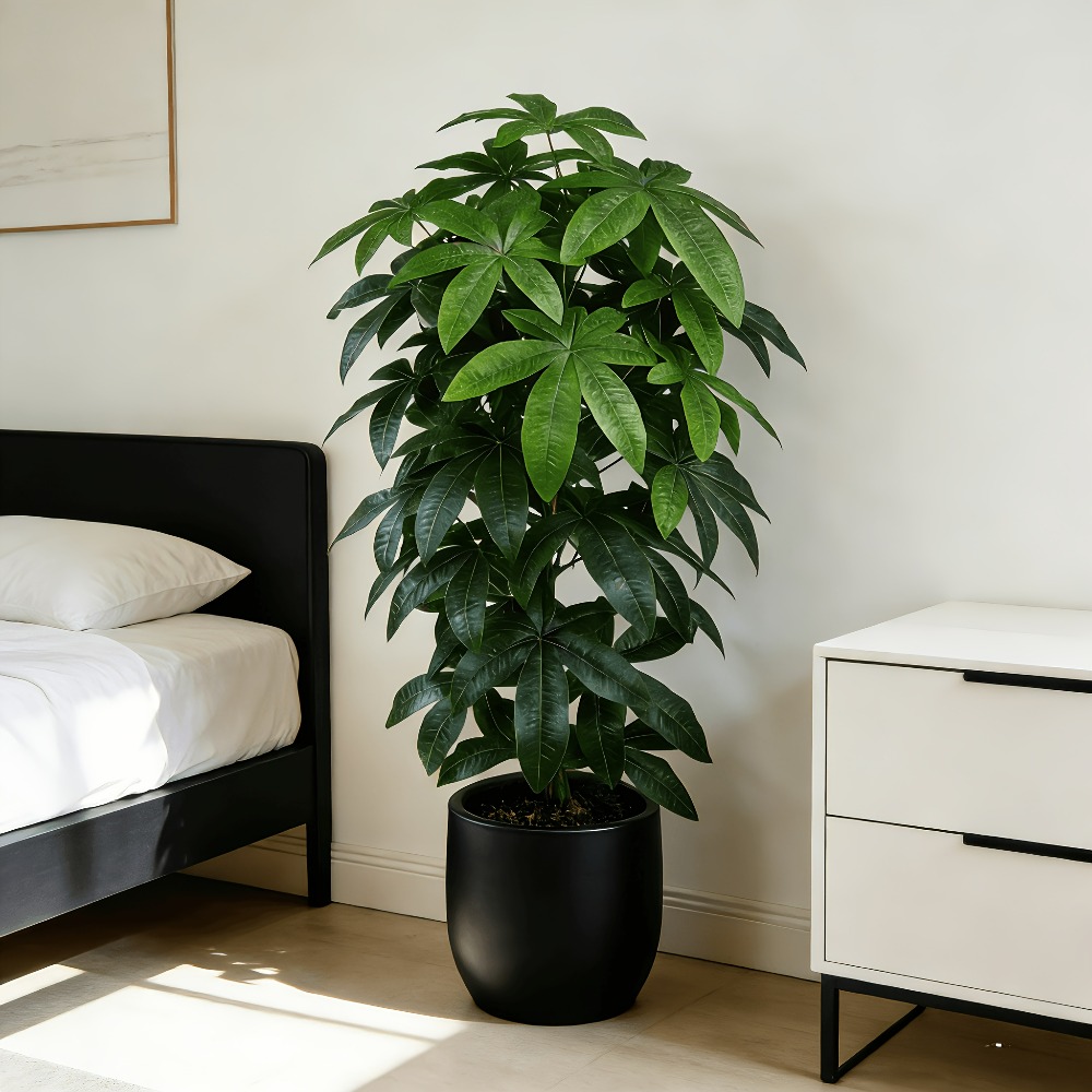 An Artificial Money Tree Pachi - Snake Plant 评论和价格